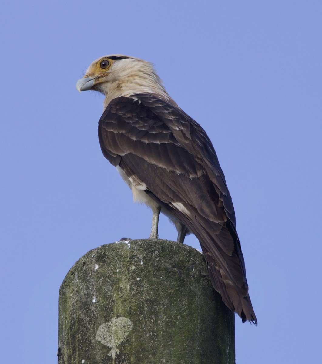 Yellow-headed Caracara - ML197590381