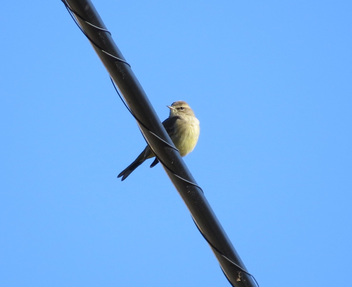 Palm Warbler - ML197592821