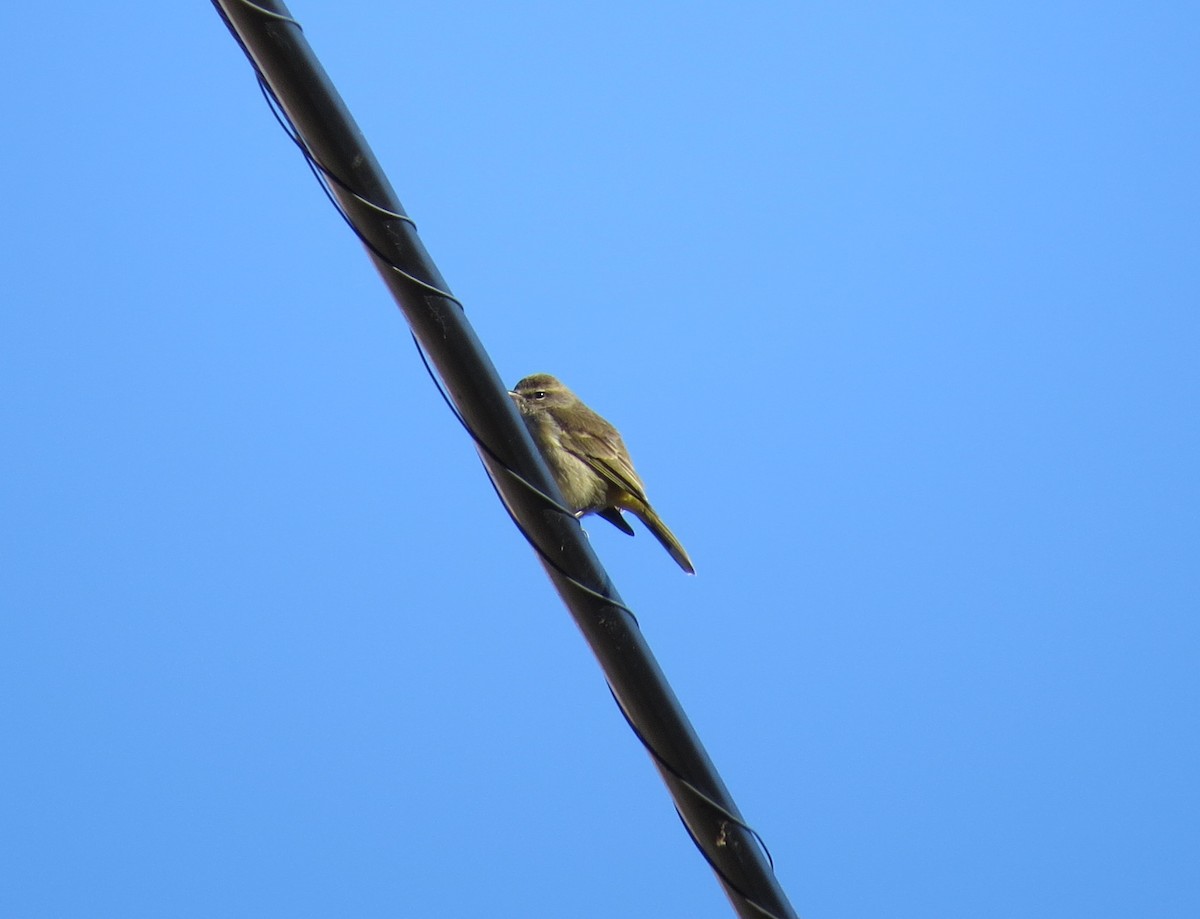 Palm Warbler - ML197592871