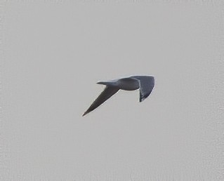 Short-billed Gull - ML197598181