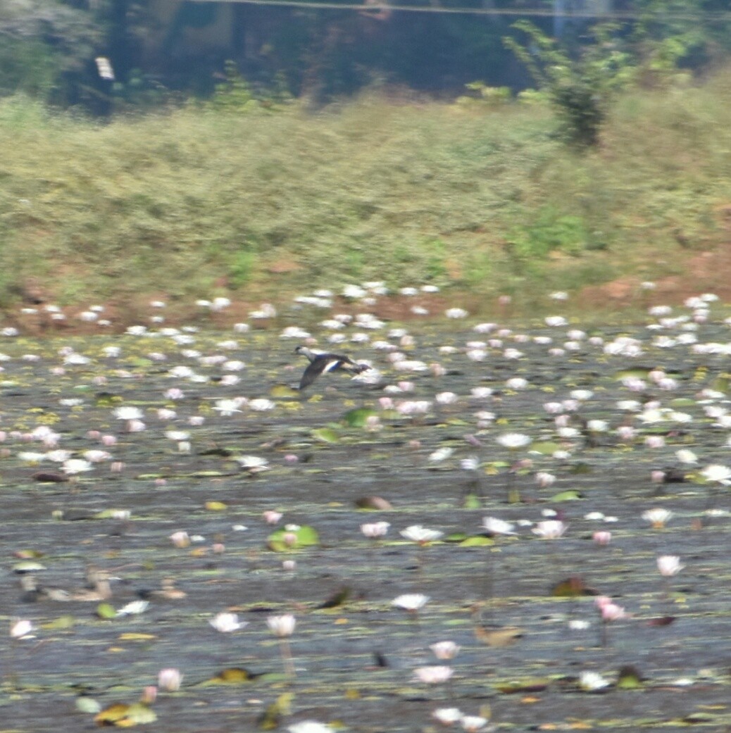 Cotton Pygmy-Goose - ML197598241