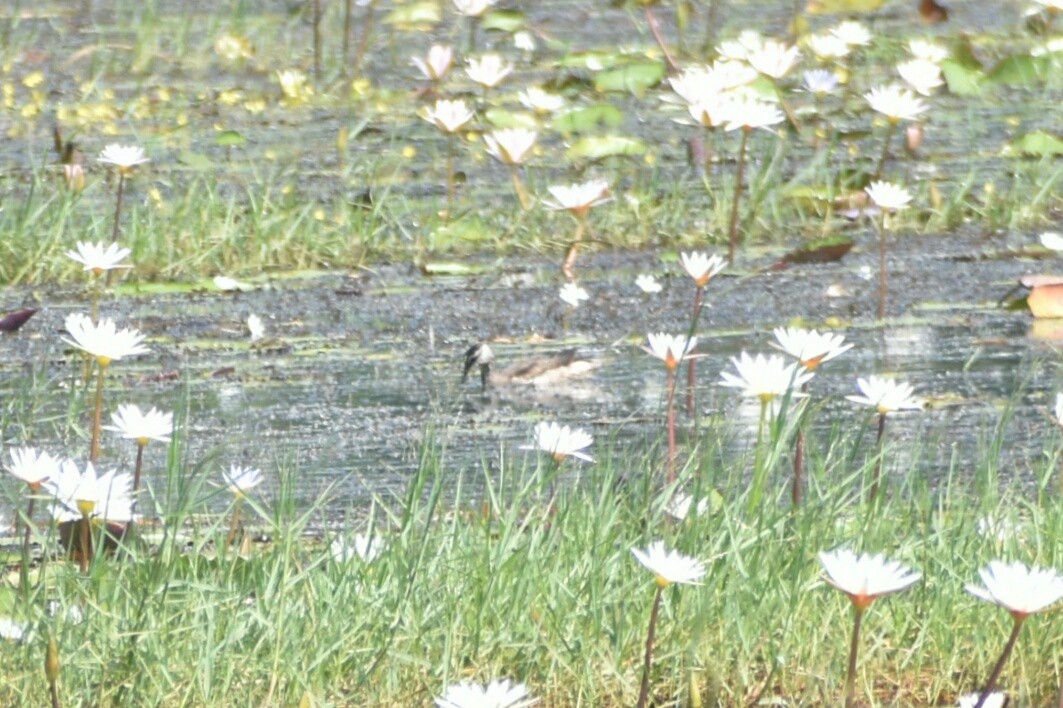 Cotton Pygmy-Goose - ML197598341