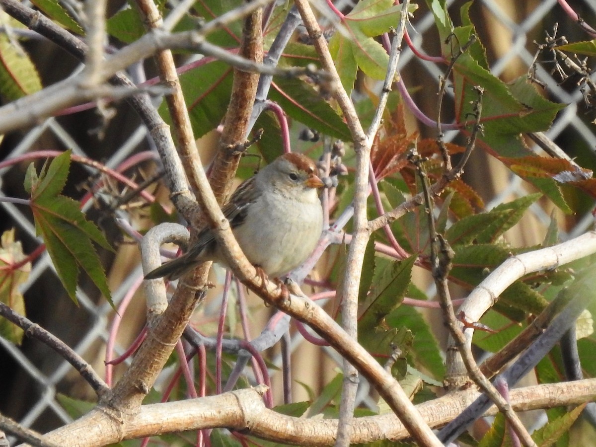 White-crowned Sparrow - ML197598981