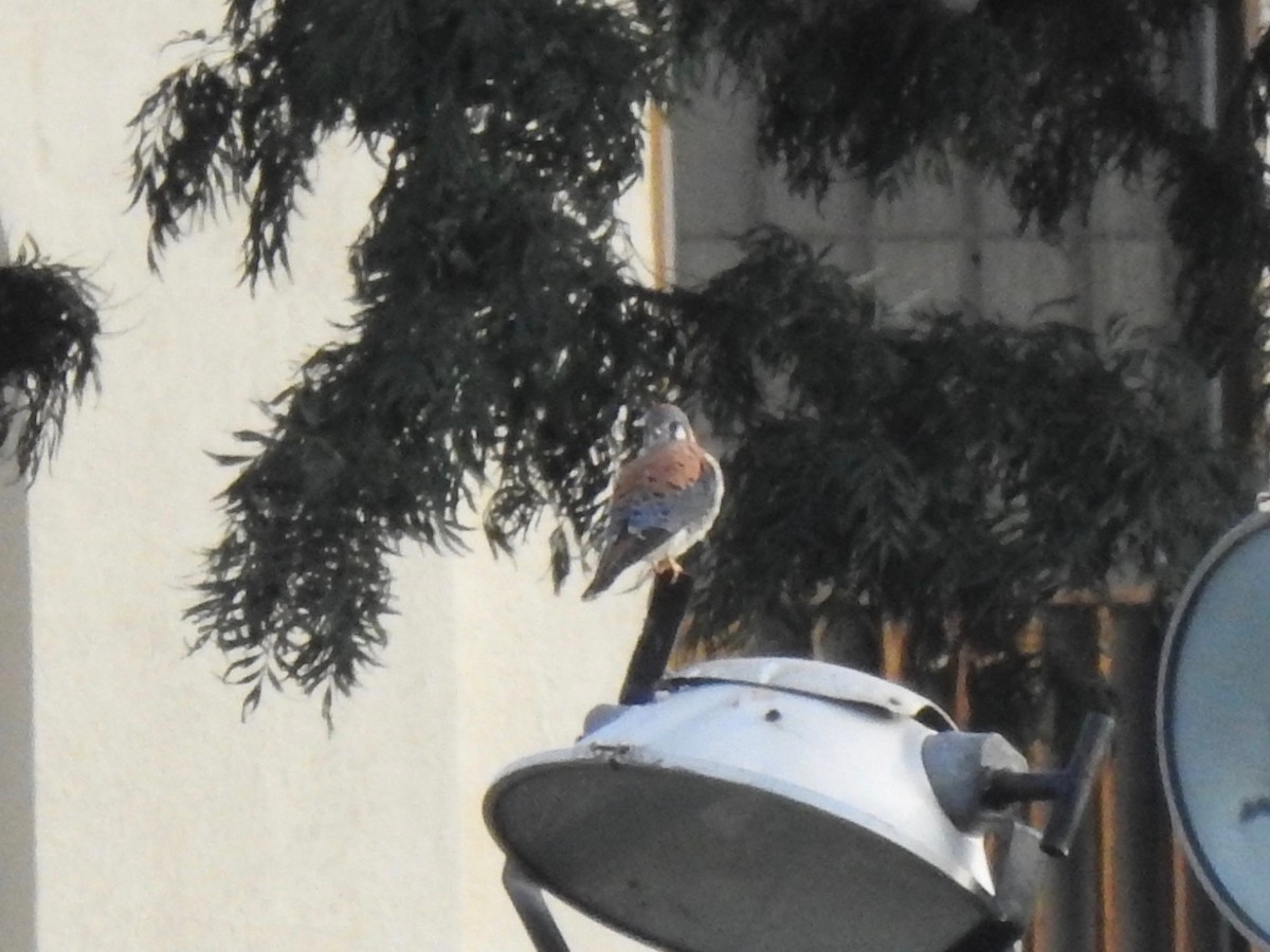 American Kestrel - ML197599141