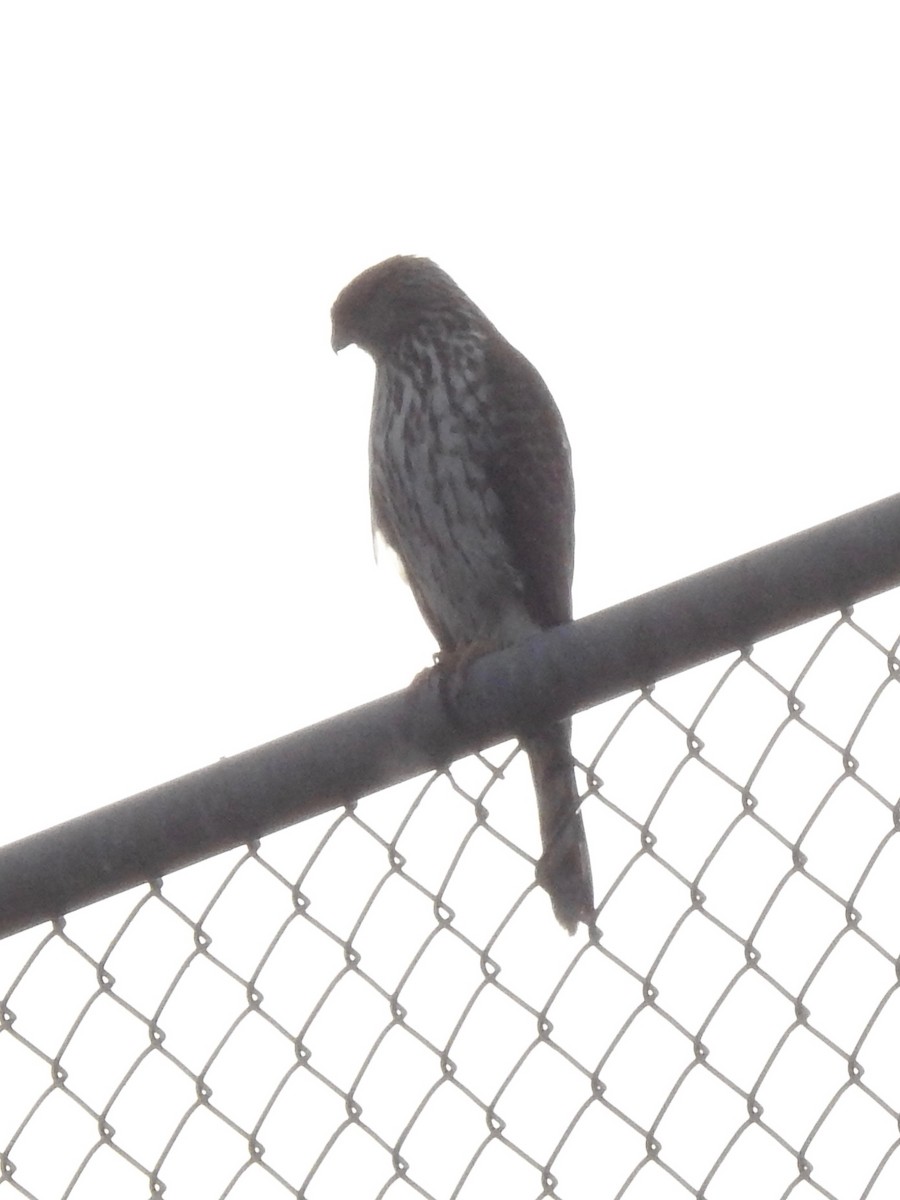 Cooper's Hawk - ML197599891