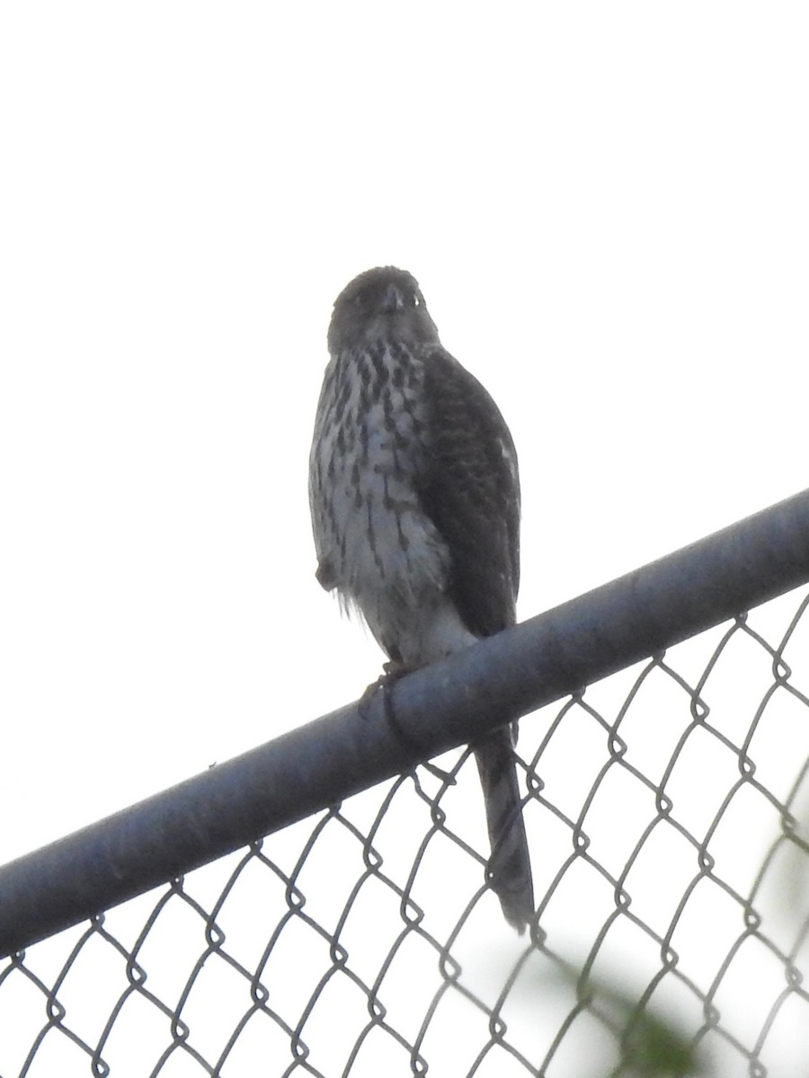 Cooper's Hawk - ML197599901