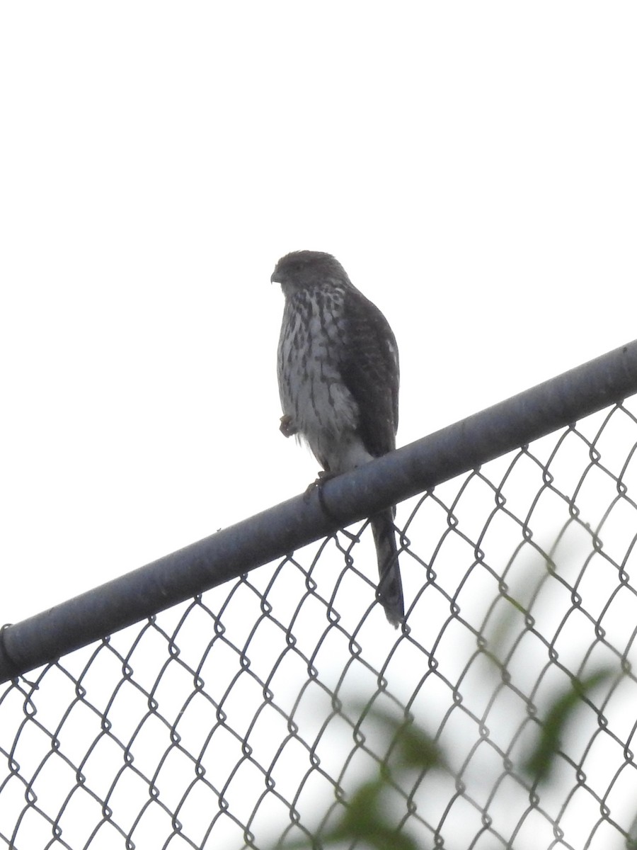 Cooper's Hawk - ML197599931