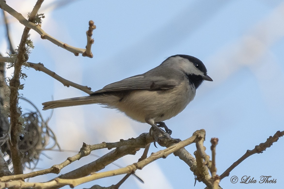 Carolina Chickadee - ML197600121