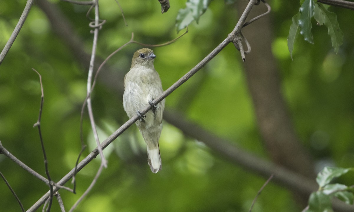 Pallid Honeyguide - ML197600361