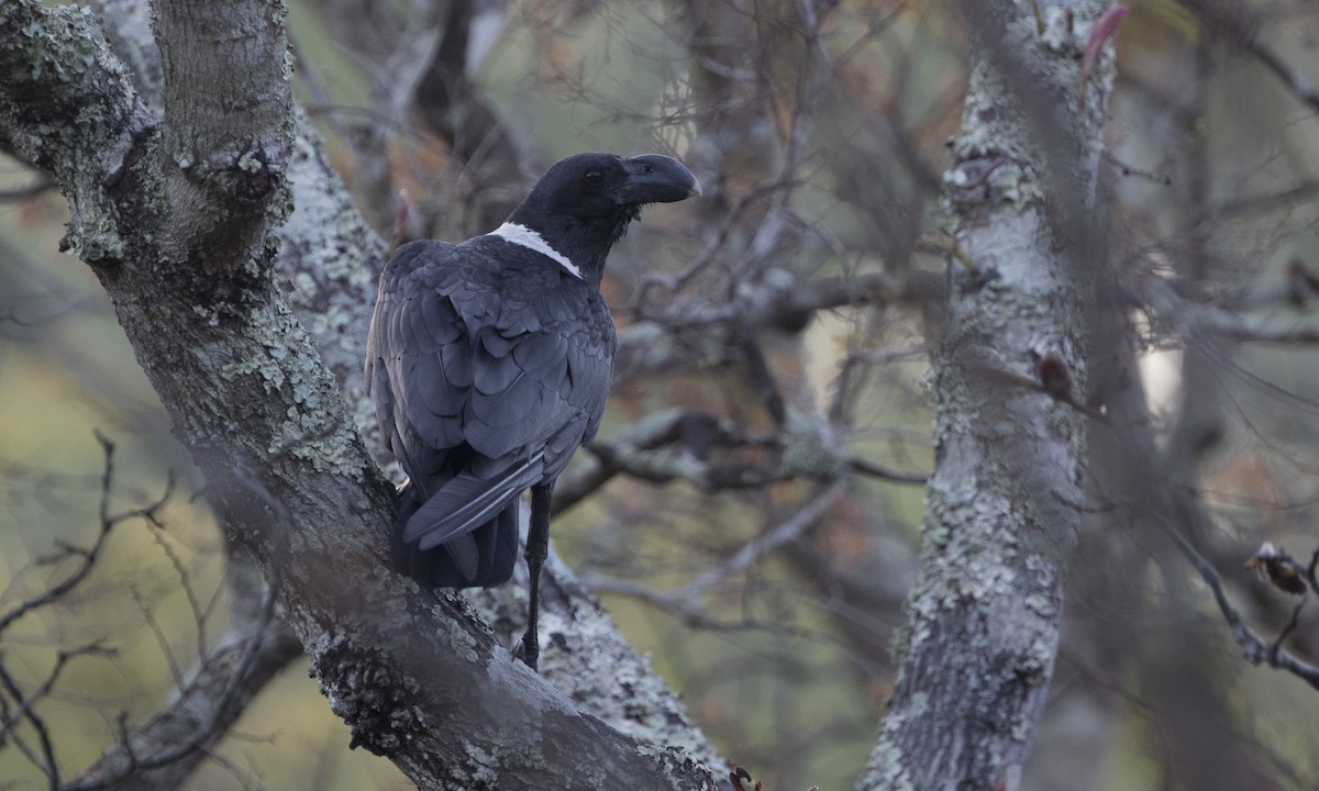 White-necked Raven - ML197604391