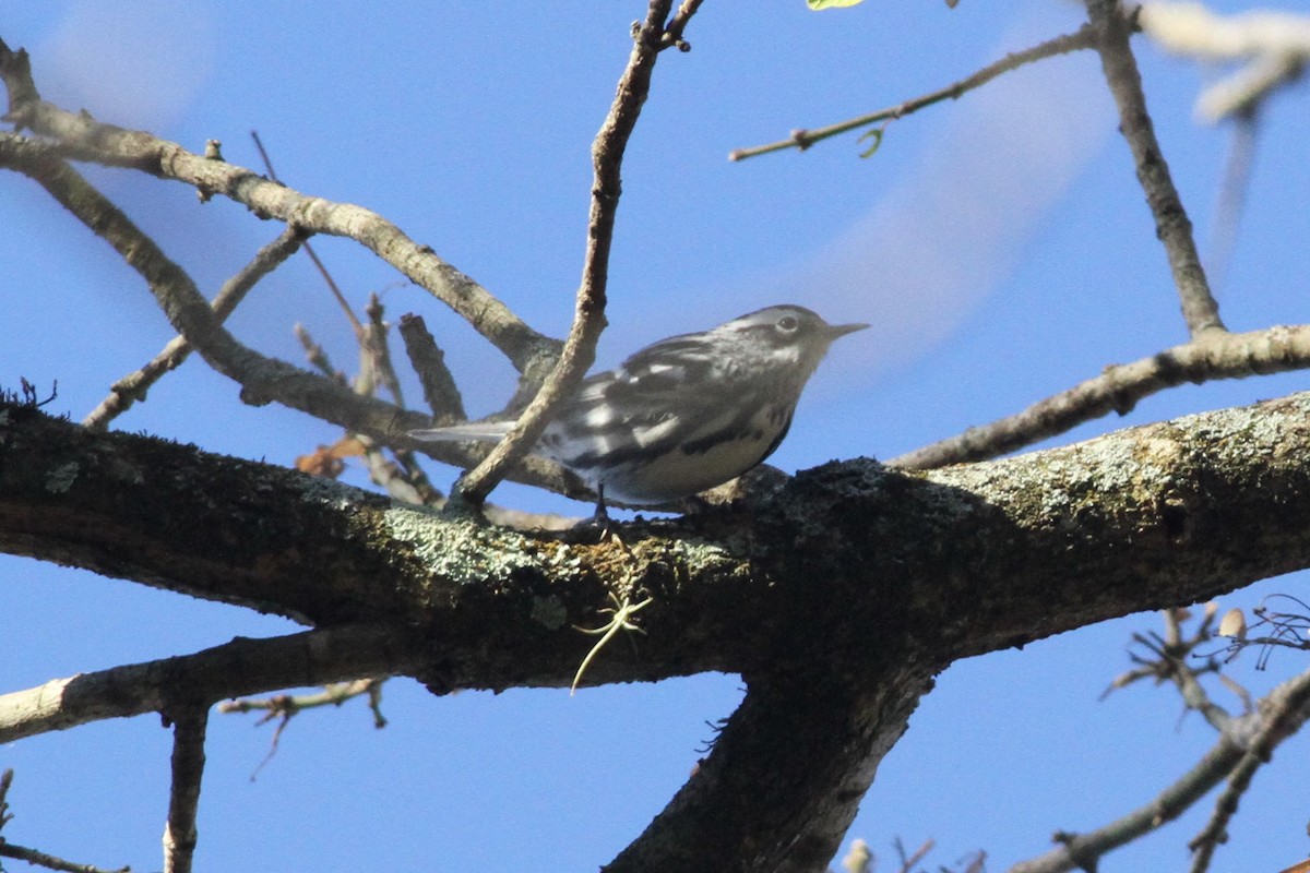 Black-and-white Warbler - ML197606321