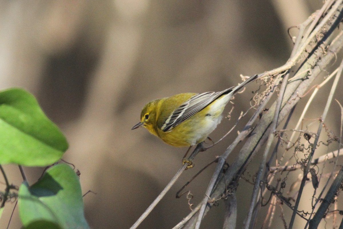 Pine Warbler - ML197606401