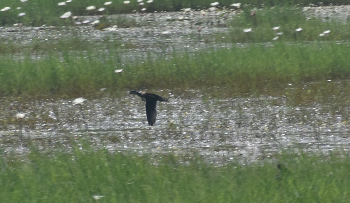 Cotton Pygmy-Goose - ML197609091