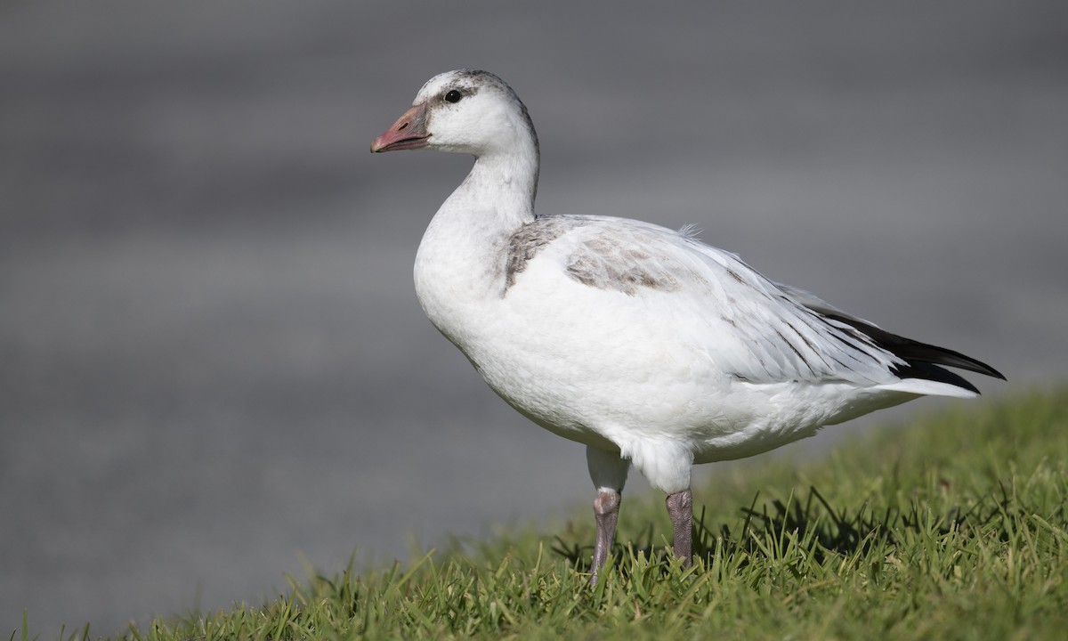 Ross's Goose - ML197609661