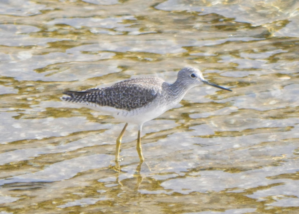 Greater Yellowlegs - ML197610411