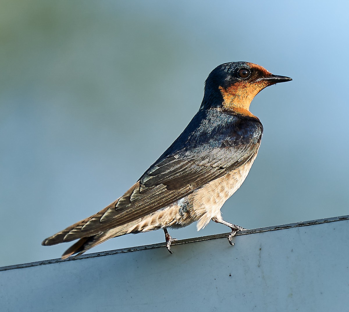 Pacific Swallow - ML197612311