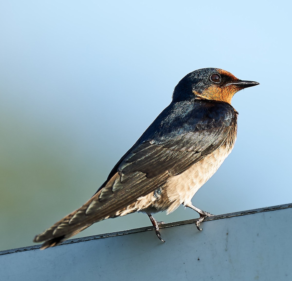 Pacific Swallow - ML197612331