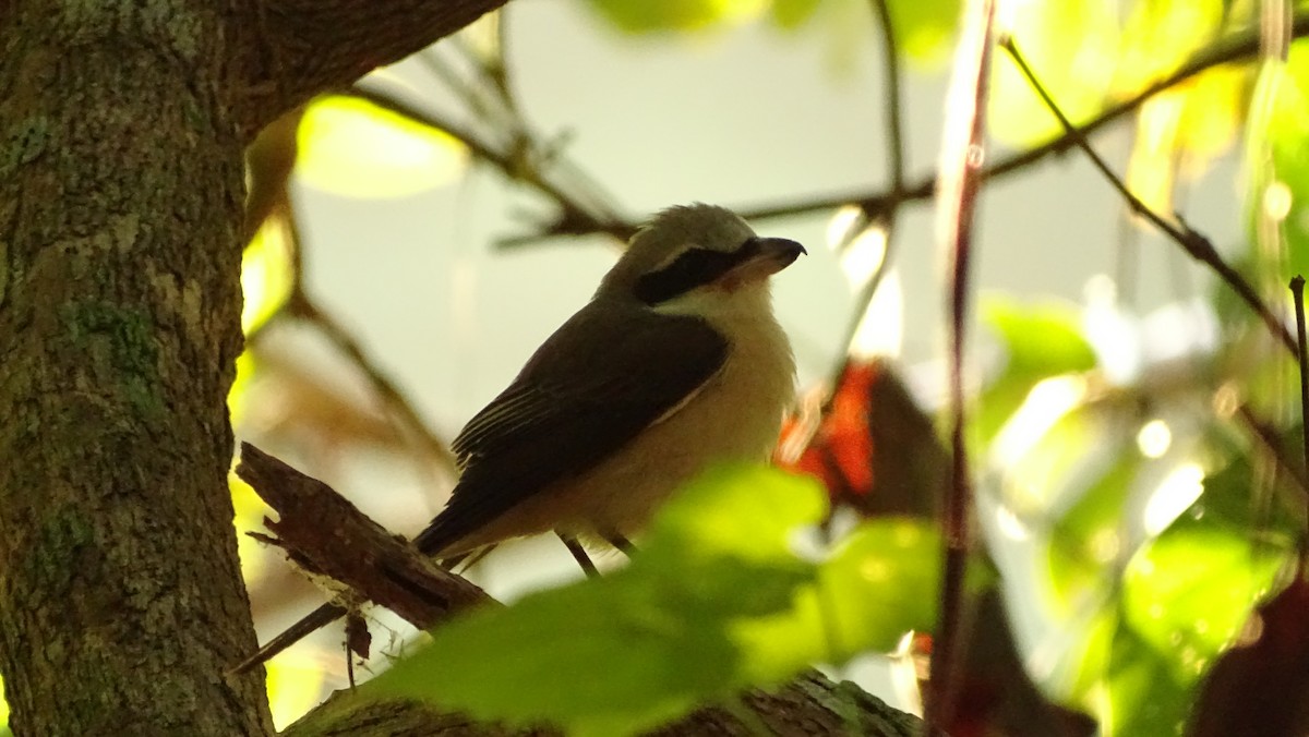 Brown Shrike - ML197612831