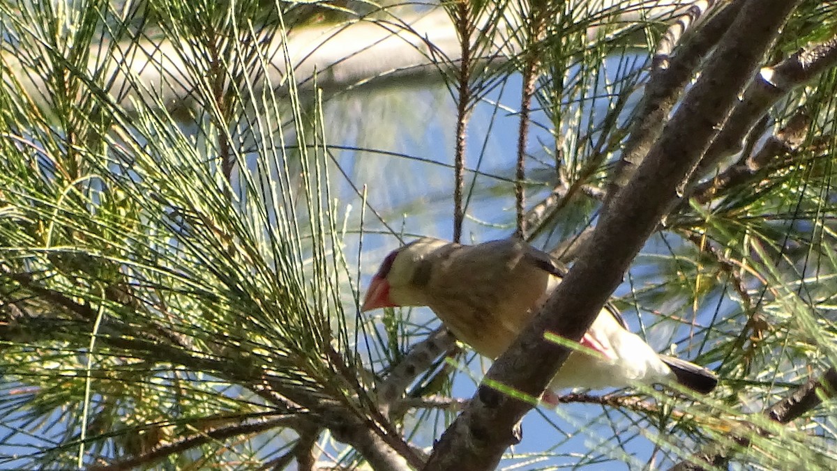 Java Sparrow - Kim Cancino