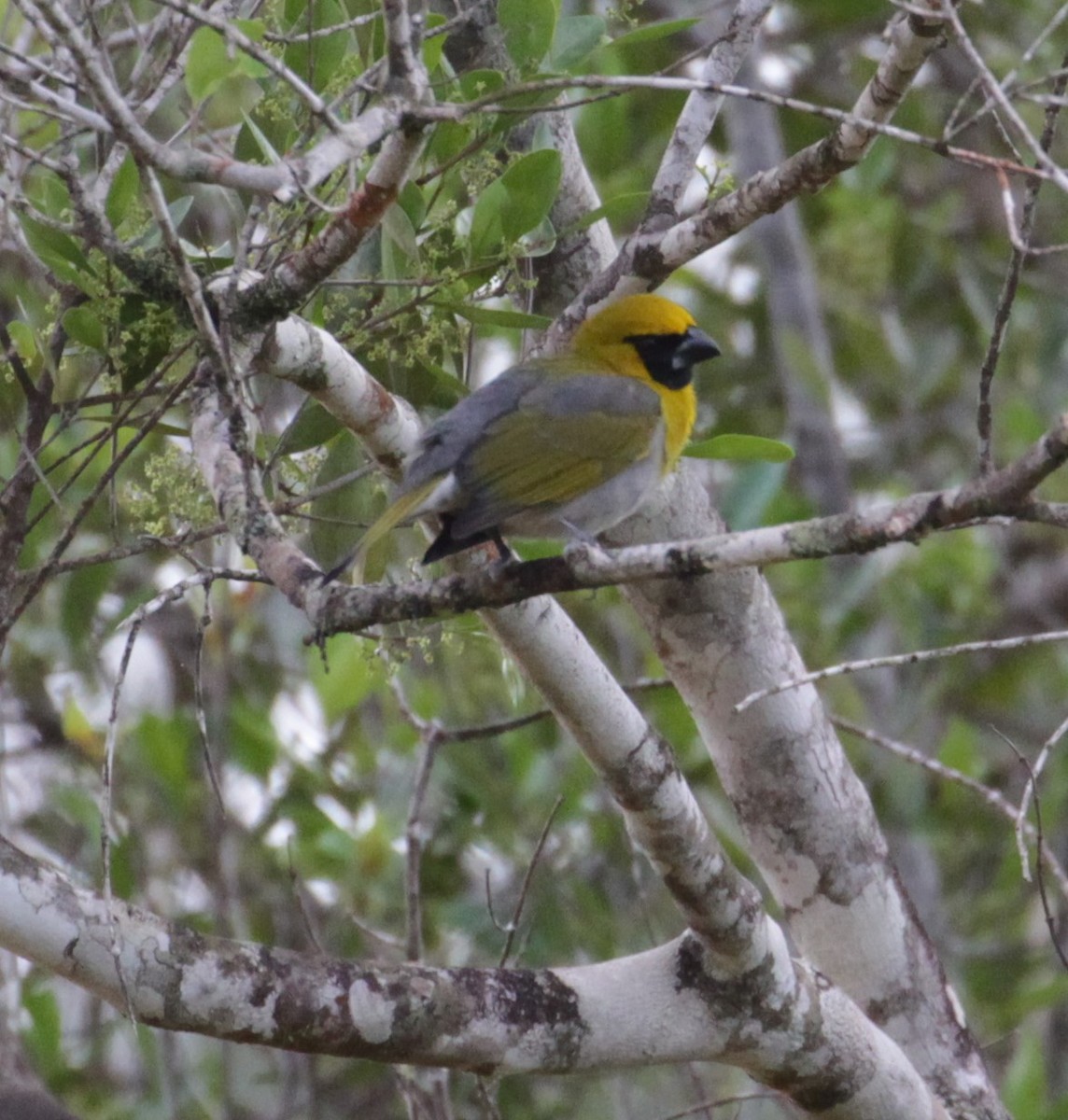 Black-faced Grosbeak - ML197615161