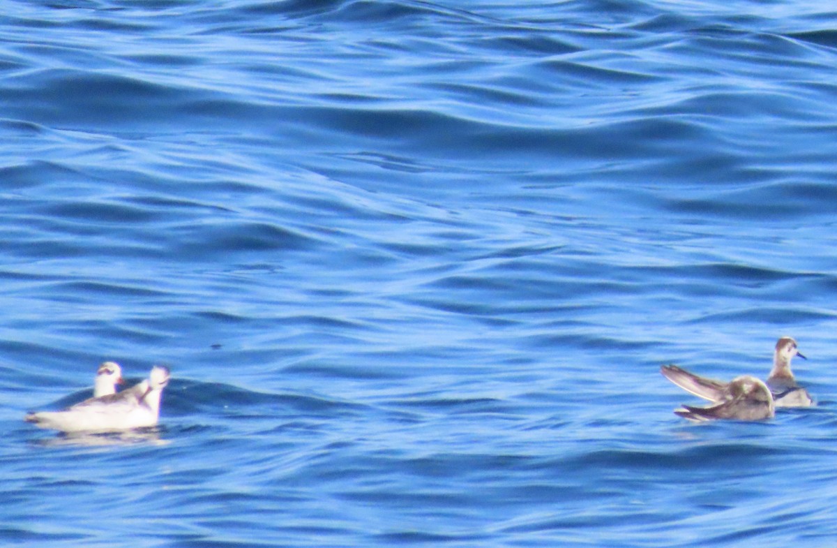 Red Phalarope - ML197617501