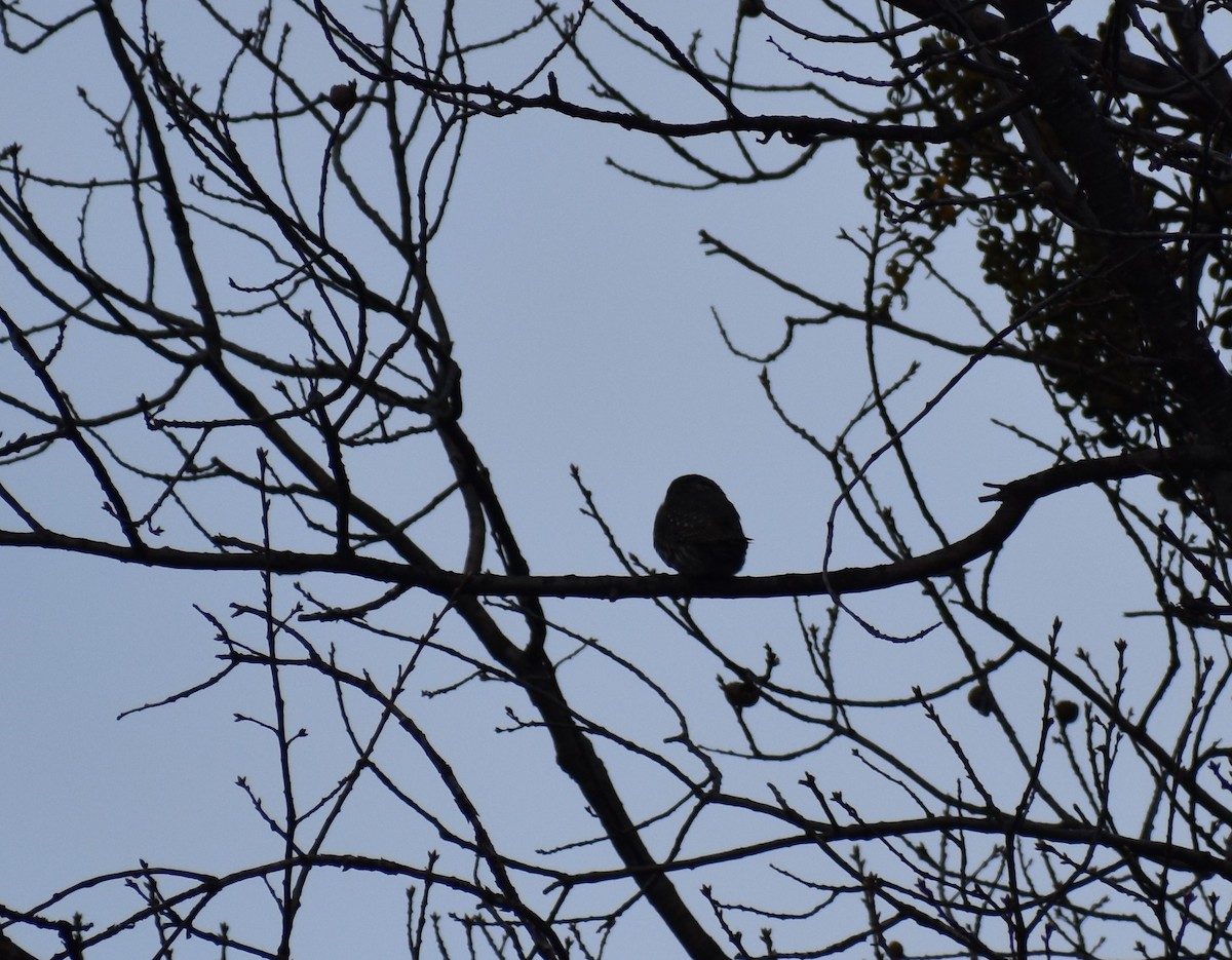 Northern Pygmy-Owl - ML197618671