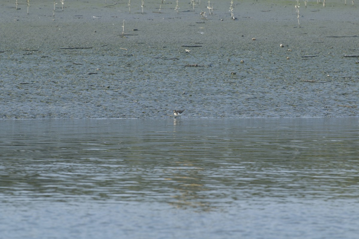 Common Sandpiper - ML197623031