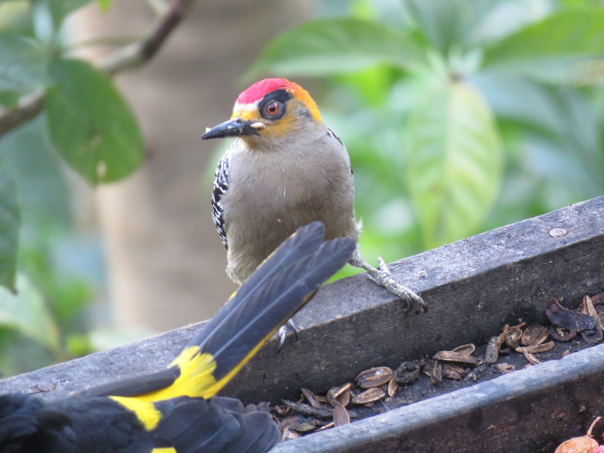 Golden-cheeked Woodpecker - ML197623561