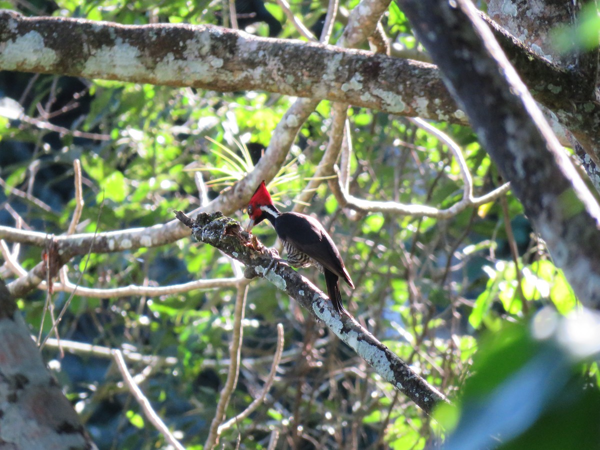 Pale-billed Woodpecker - ML197623651