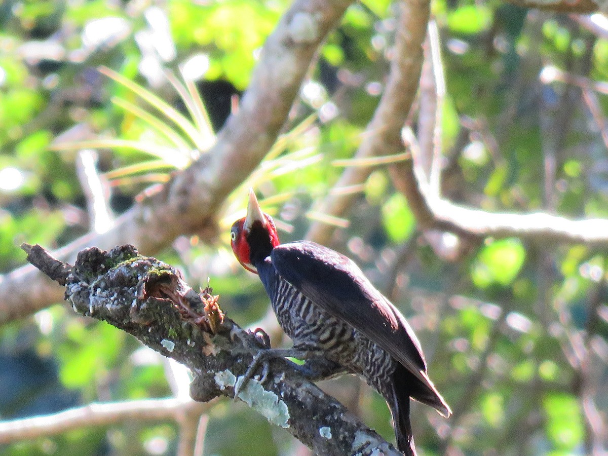 Pale-billed Woodpecker - ML197623671