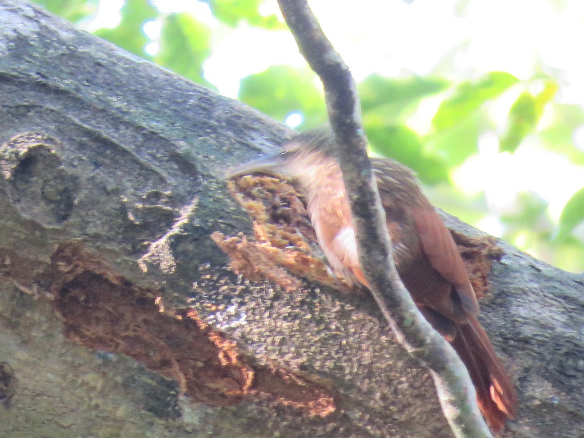 Ivory-billed Woodcreeper - ML197623961