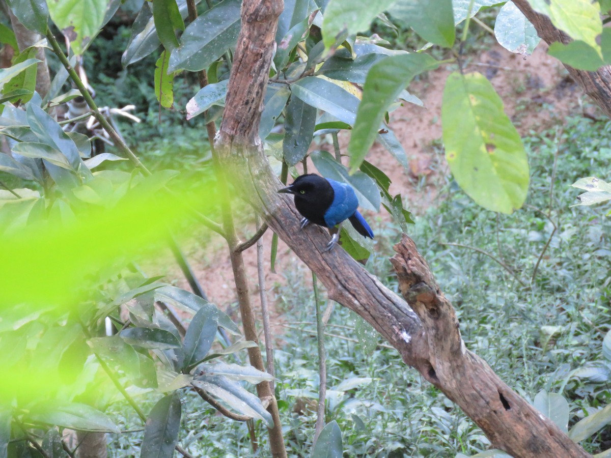 San Blas Jay - ML197624141