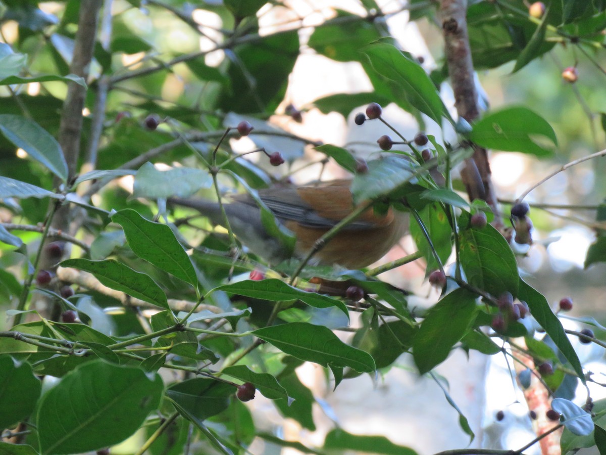 Rufous-backed Robin - ML197624561