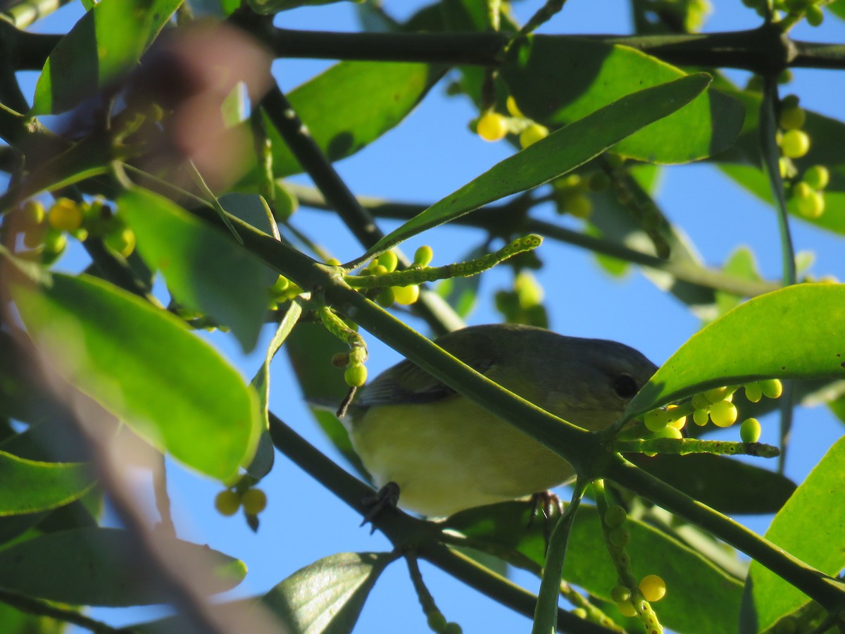 West Mexican Euphonia - ML197624631