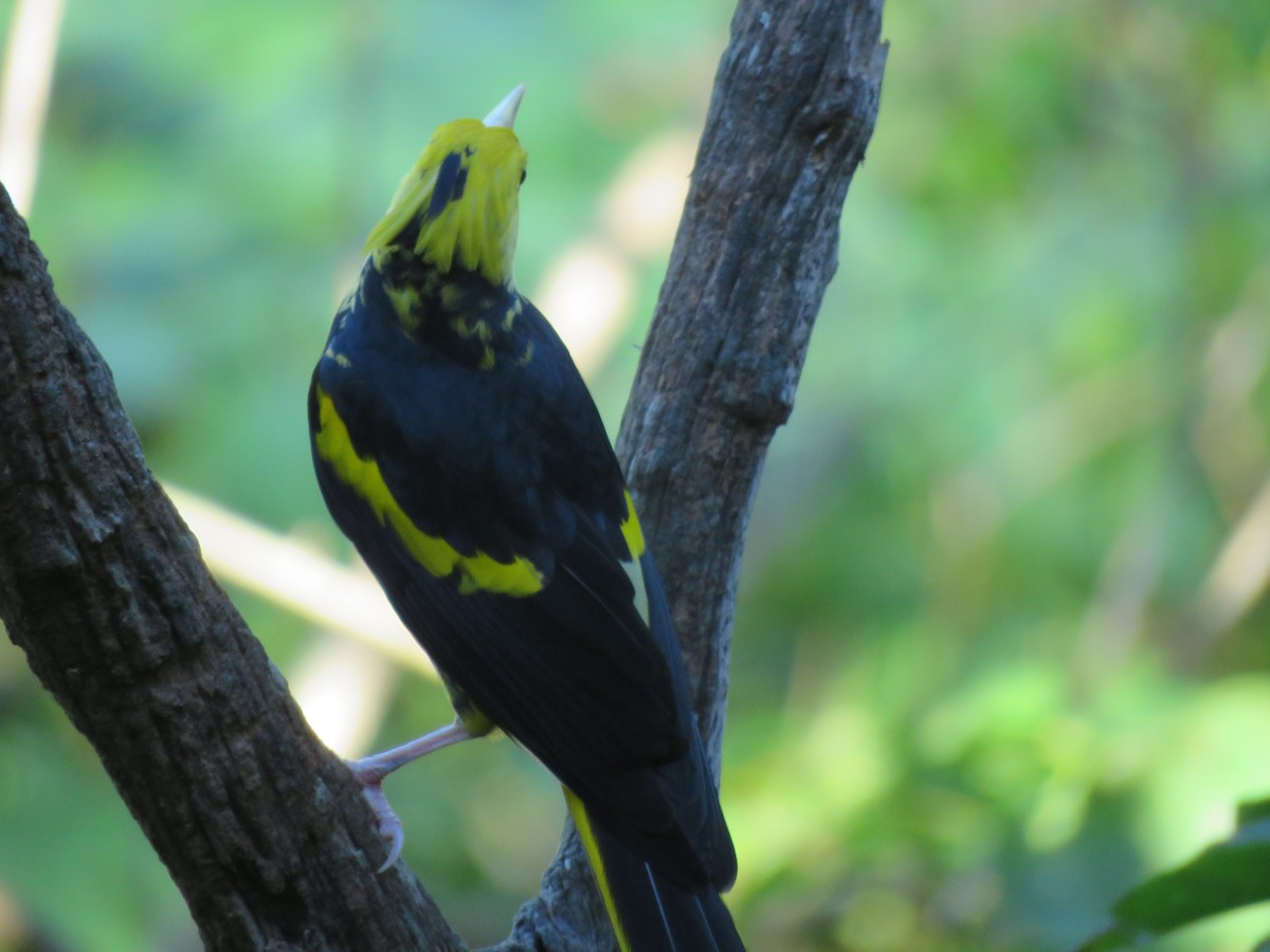 Yellow-winged Cacique - ML197624641