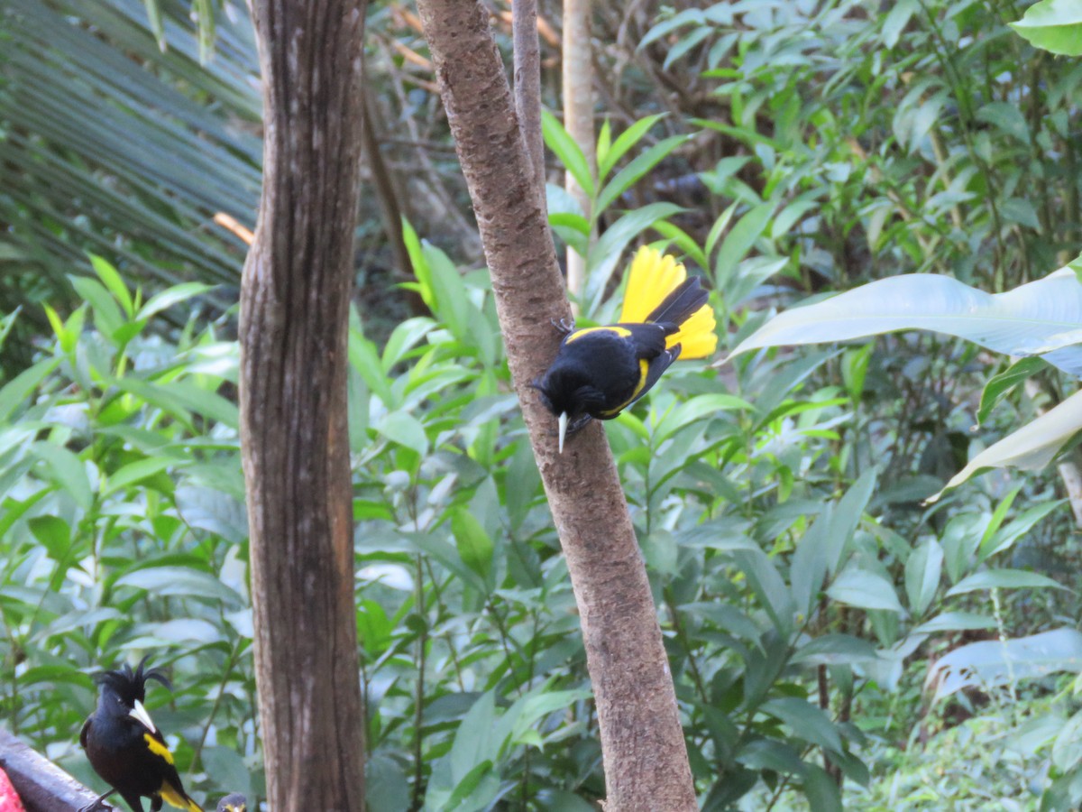 Yellow-winged Cacique - ML197624681