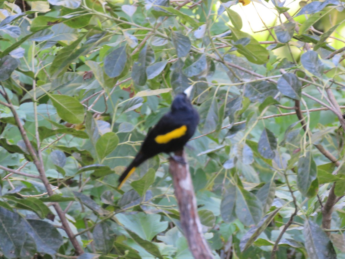 Yellow-winged Cacique - ML197624711