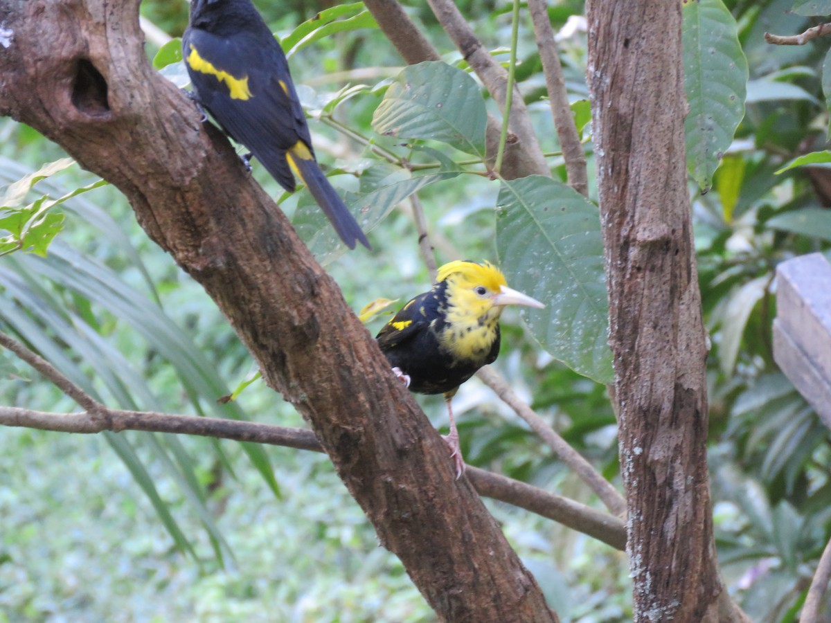 Yellow-winged Cacique - ML197624741