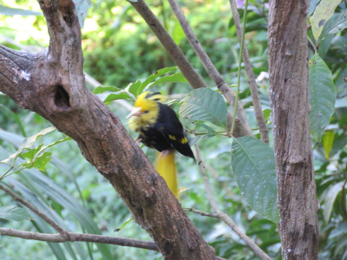 Yellow-winged Cacique - ML197624761