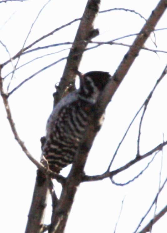 Ladder-backed Woodpecker - ML197625671