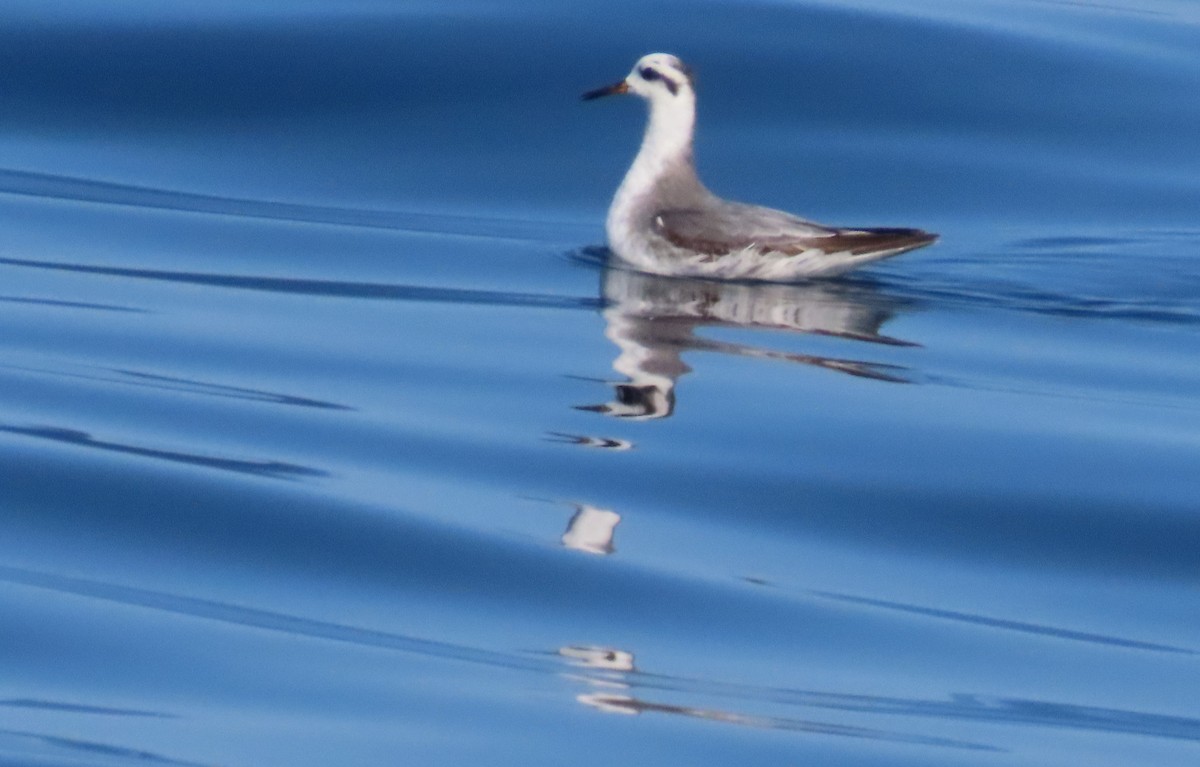 Red Phalarope - Oliver  Komar