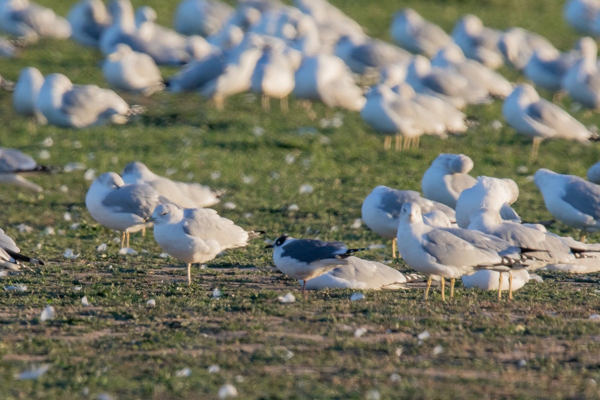 Franklin's Gull - Mike Cameron