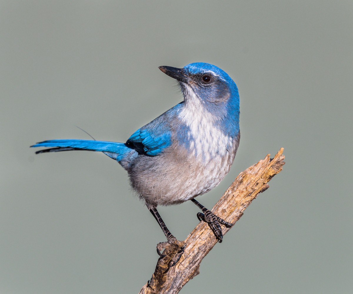 Woodhouse's Scrub-Jay - ML197629111