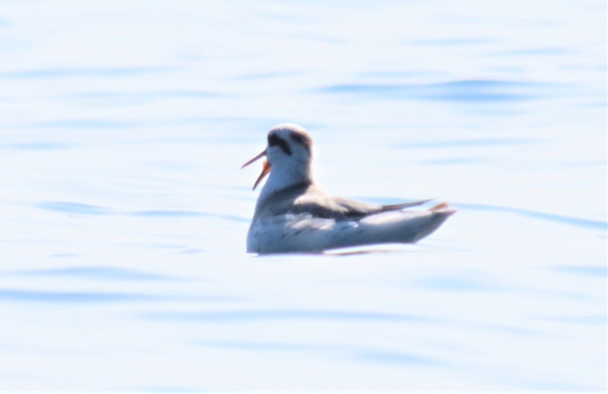 Phalarope à bec large - ML197629611