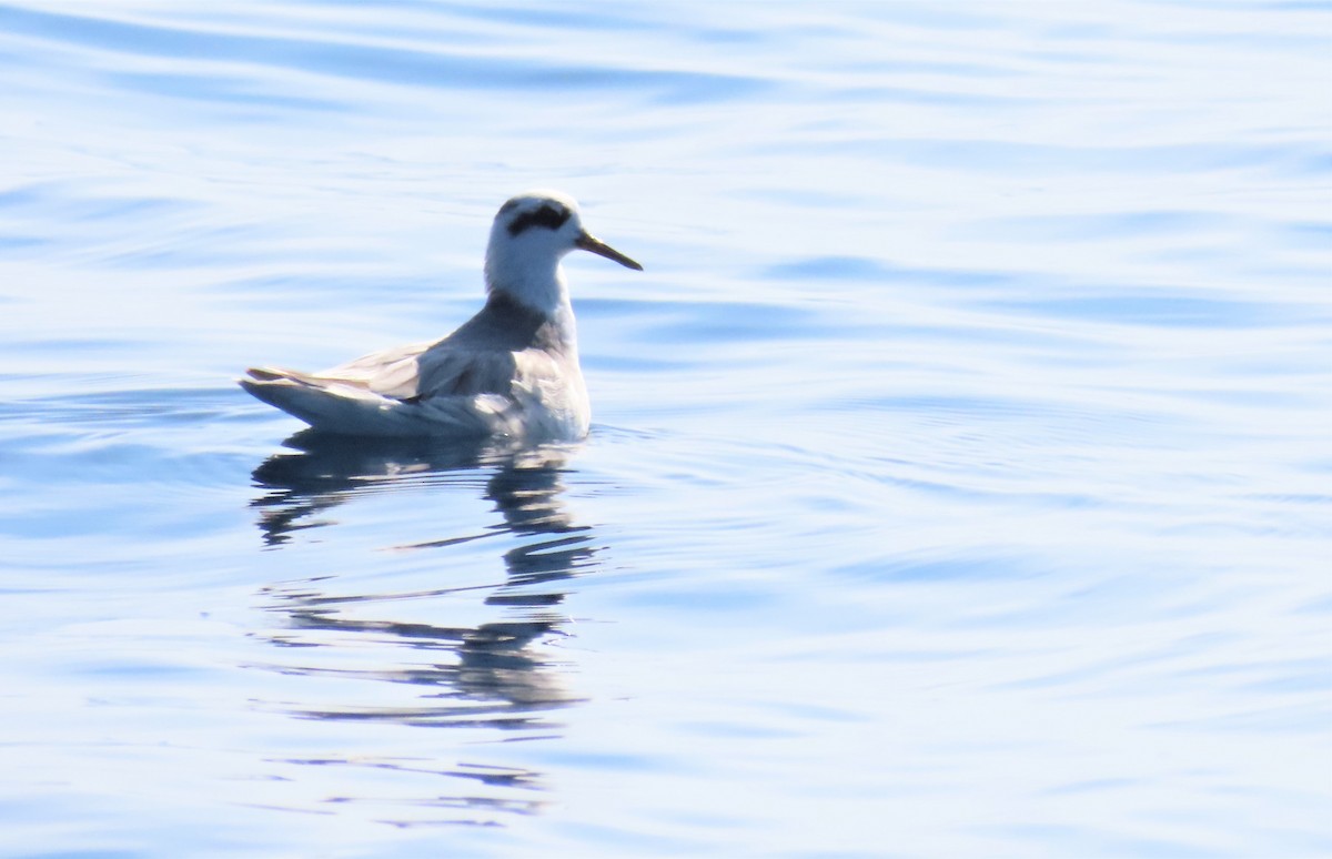 Red Phalarope - Oliver  Komar