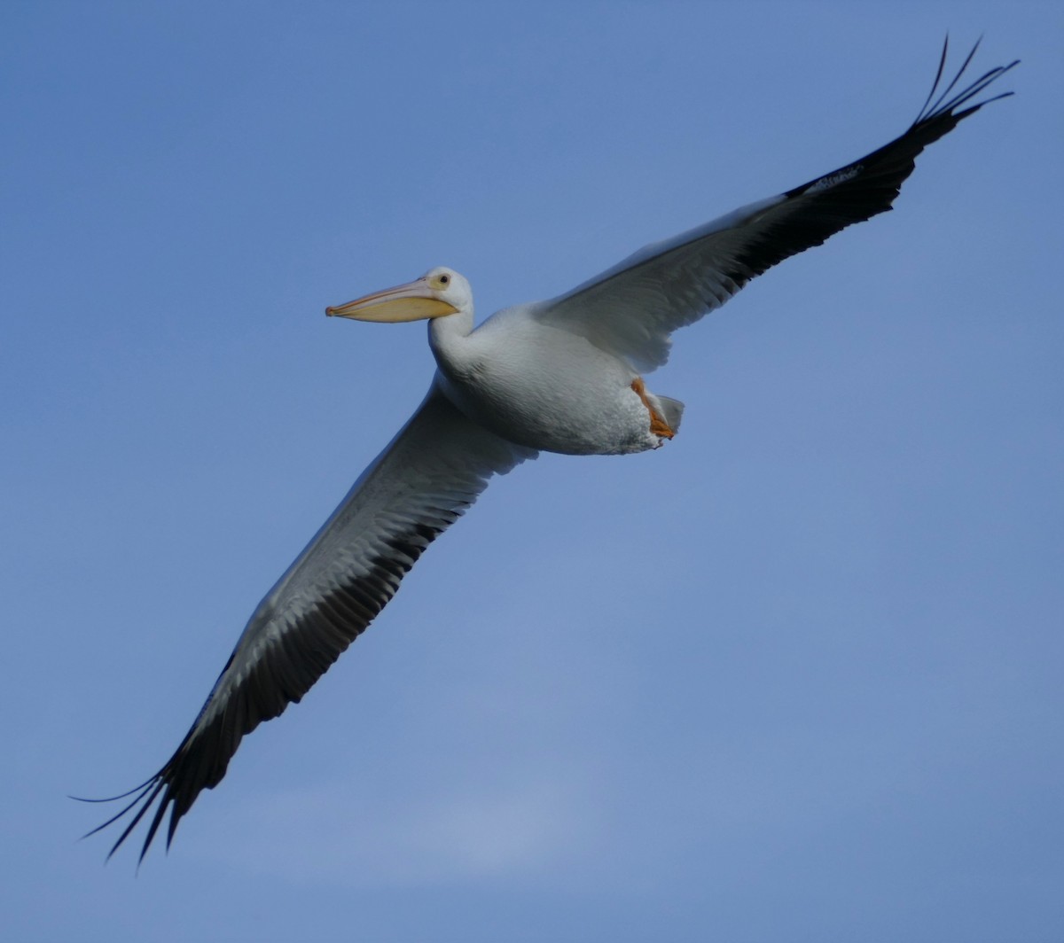 American White Pelican - Kitty ONeil