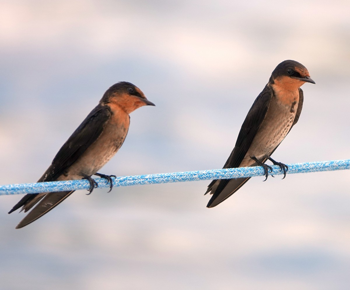 Pacific Swallow - ML197630991