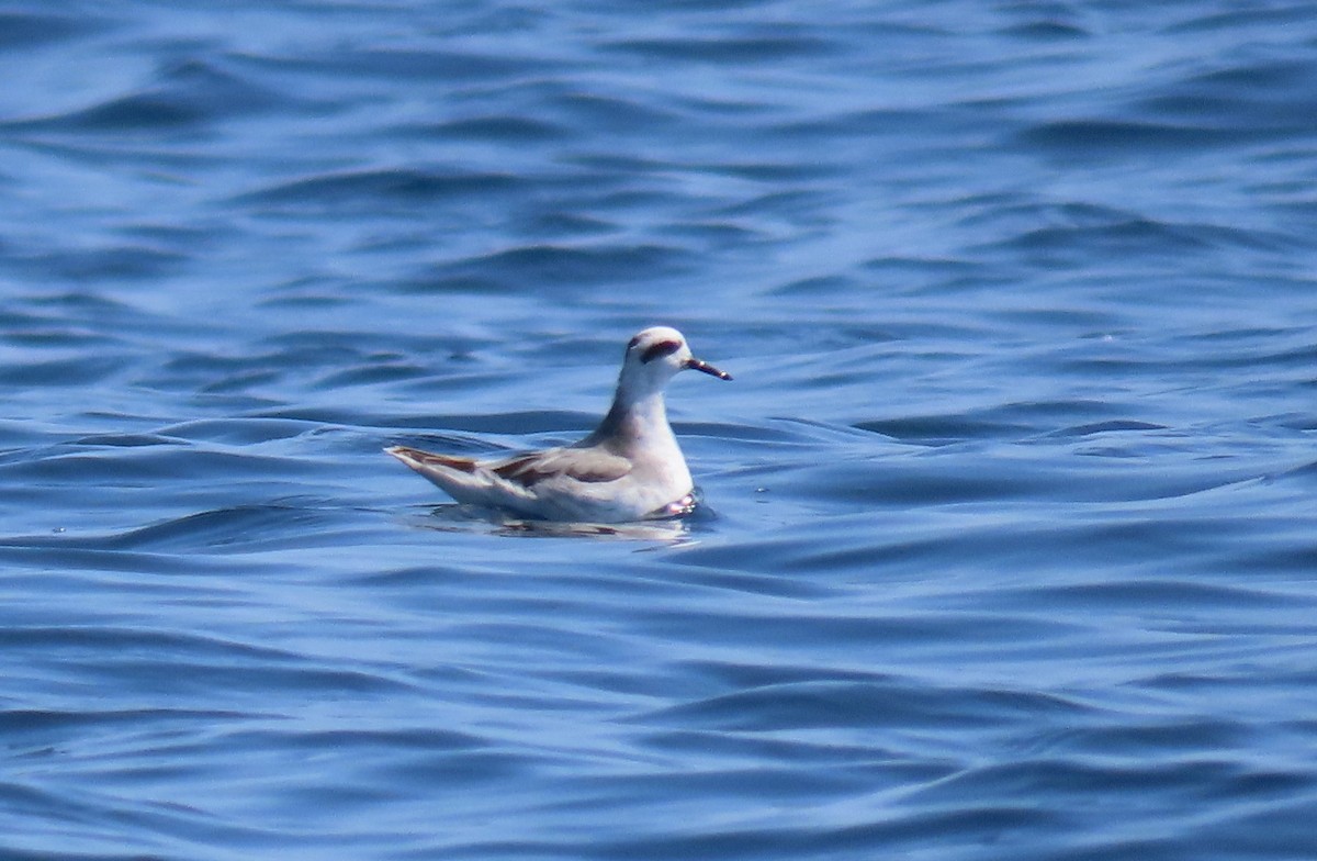 Red Phalarope - ML197632631