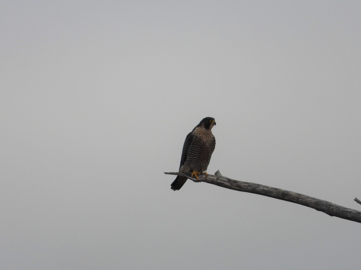 ハヤブサ - ML197635491