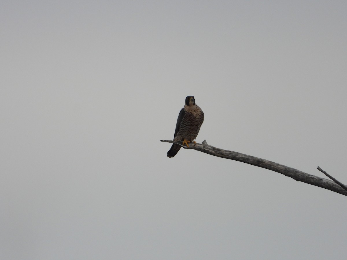 ハヤブサ - ML197635511